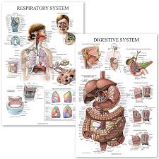 Buy Digestive System Respiratory System Anatomy Posters Laminated 2 Chart Set 18 X 27 Digestive Respiratory Online In Vietnam B07mq4f134