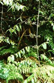 Image result for Lasianthus kilimandscharicus