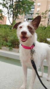 ☀️ tú perro mi mejor amigo☀️