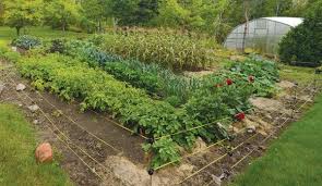 Drip irrigation gives you the ability to put water exactly where it's. Gardening Off The Grid Mastering Water And Solar Systems Hobby Farms