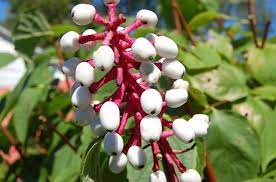 Are Any Of These 15 Poisonous Plants In Your Backyard Unusual Plants Plants Poisonous Plants