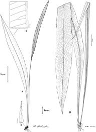 Image result for Elaphoglossum acrostichoides