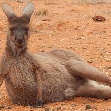 Kangaroo is the smallest #mobile #windows10 desktop pc in the world created by the consumer division of @infocuscorp. How Kangaroos Could Be Jeopardising Conservation Efforts Across Australia Environment The Guardian