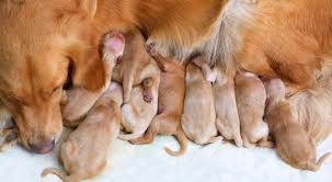Our high quality, health tested and beautiful dogs are achieved through our knowledge and careful care as professional breeders. Golden Retriever Dog Breeders