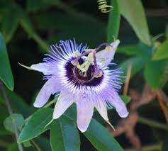 Image result for Passiflora caerulea