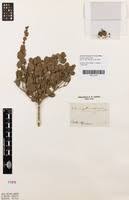 Image result for Eugenia aschersoniana