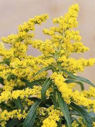 6 Easy Care Midwest Native Plants Flowers Perennials Deer Resistant Plants Plants