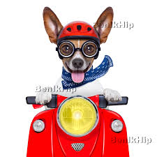 strijkapplicatie ironon strijkplaatje transfer voor textiel jack russells hond wallpaper jack russell terriers