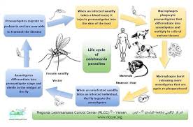 ينتقل مرض الليشمانيا عن طريق لدغات ذباب الرمل المصاب بالطفيلي، وللمزيد من ندوه رائعه تحت شعار #درنه_وخطر_الليشمانيا يحكي عن اكتشاف مرض جديد ف مدينه درنه يسمى. Ø¯ÙˆØ±Ø© Ø­ÙŠØ§Ø© Ø·ÙÙŠÙ„ Ø§Ù„Ù„ÙŠØ´Ù…Ø§Ù†ÙŠØ§ Leishmania ÙˆØ­Ø¯Ø© Ø§Ù„Ù…Ø±ÙƒØ² Ø§Ù„Ø§Ù‚Ù„ÙŠÙ…ÙŠ Ù„Ù…ÙƒØ§ÙØ­Ø© Ø§Ù„Ù„ÙŠØ´Ù…Ø§Ù†ÙŠØ§ Ø­Ø¬Ø© Rlcc Hajjah Unit Facebook
