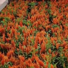 Image result for Amaranthaceae