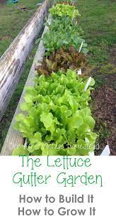 Building A Lettuce Gutter Garden One Acre Vintage Homestead How To Gutter Garden Home Vegetable Garden Growing Vegetables