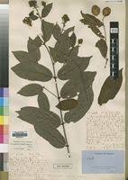 Image result for Combretum falcatum