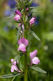 Image result for Misopates