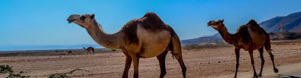 The Spirit of Islam - The Camel and the Eye of a Needle
