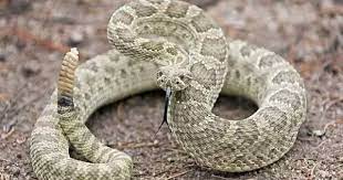 Pin By Isabella Gonzalez On Rattlesnakes Rattlesnake Snake Outdoor Survival
