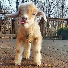 Baby Goat Music Indieartist Chicago Baby Animals Cute Baby Animals Cute Animals