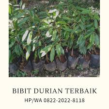 Distributor Hp Wa 082 220 228 118 Harga Bibit Durian Namlung Di Dogiyai Benih Musang Kura Kura