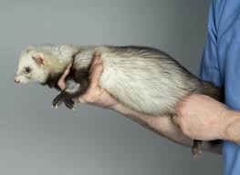 It is the primary supplier of ferrets to pet stores in the u.s. Management Of Ferrets Exotic And Laboratory Animals Merck Veterinary Manual