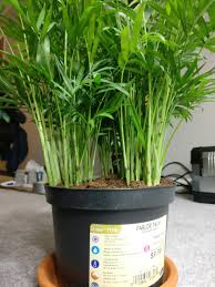 Parlor palms, also known by the common names neanthe bella palm and neanthe palm, are members of the arecaceae family. Parlor Palm Question Houseplants