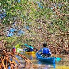 Your professional guide will give you an interesting narration on the background and the biology of the 1,800 acre shell key preserve. Kayak Tours Coastal Kayak Charters St Pete Beach