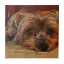 Pin On Yorkshire Terrier