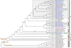 Image result for Pseudoeriosema longipes