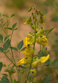 Image result for Crotalaria laburnifolia