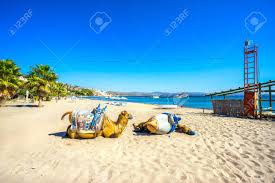 Camel, relaxes, village, state, gujarat, india. Camel Beach In Bitez Bodrum Turkei Lizenzfreie Fotos Bilder Und Stock Fotografie Image 67117783