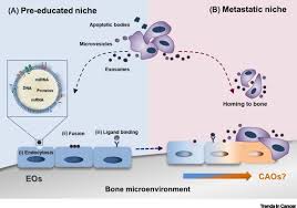 When stratifying patients according to the site of metastases, only 19.4% of men with bone metastases … Emerging Players In Prostate Cancer Bone Niche Communication Trends In Cancer