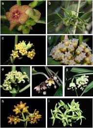Image result for Apocynaceae subfamilies Asclepiadoideae and Secamonoideae