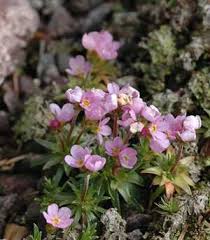 Image result for Dianthus chimanimaniensis