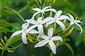 Image result for Jasminum