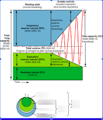 Chart Diagram Quizlet