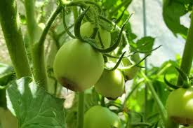 We did not find results for: Blossom End Rot Preventing Blossom End Rot On Tomatoes Other Vegetables The Old Farmer S Almanac