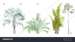 Image result for Raphia farinifera