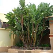 Giant Bird Of Paradise In Pots Strelitzia Nicolai Plants Shade Garden Birds Of Paradise