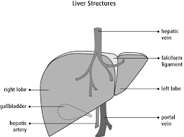 Diagram of the liver is illustrated in detail with neat and clear labelling. The Liver Canadian Cancer Society