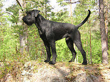 It is a cross between the giant schnauzer and the standard poodle. Giant Schnauzer Wikipedia