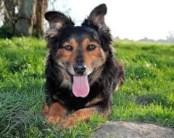 Wann ist dein hund deckfähig? Laufigkeit Bei Der Hundin Was Beachten Markt De