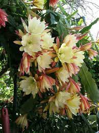 Bloom petals are much narrower than e. Epiphyllum Queen Of The Night Orchid Cactus Florida Flowers Plants