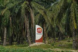 Sime darby plantation bhd (jan 4, rm5.55) initiate with a neutral call with a target price of rm5.68: No Systemic Issues In Operations Says Sime Darby Plantation Money Malay Mail