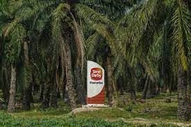 Sime darby plantation sdn bhd. No Systemic Issues In Operations Says Sime Darby Plantation Money Malay Mail
