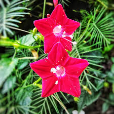 Image result for Ipomoea quamoclit