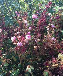 We did not find results for: Rose Rosette Disease Are The Knock Out Roses To Blame Finegardening
