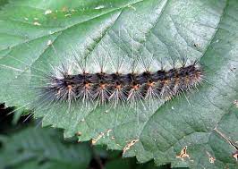 Black caterpillar with long white hairs, a yellow stripe, and red parts. Black Caterpillar Long White Hairs Hyphantria Cunea Bugguide Net