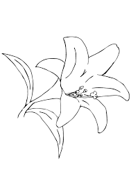 Just download, print and enjoy! A Desert Lily Coloring Page Free Printable Coloring Pages For Kids