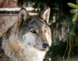 Fotograf Memeli Omurgali Kanadalilar Cekoslovakian Wolfdog Kurt Saarloos Wolfdog Canis Lupus Tundarium Kurt Kopek Vahsi Hayat Etobur Kunming Wolfdog Tamaskan Kopegi Yerli Amerikan Hint Kopegi Bati Sibirya Laika Kopek Turu Kuzey