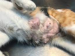 While there are several forms of cancer in dogs, it is important to point out that early diagnosis is often key to a brighter prognosis. Is Your Pet S Lump Cause For Concern Signs Of 5 Common Cancers In Pets Pearland Animal Cancer And Referral Center