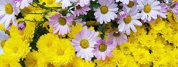 These garden plants are shipped right to your door and guaranteed to thrive. Fall Perennials Add Some Colour To Your Landscape Landscape Ontario
