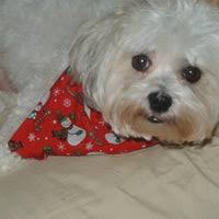 Maybe you would like to learn more about one of these? Pet Lodge Pet Resort Pet Store